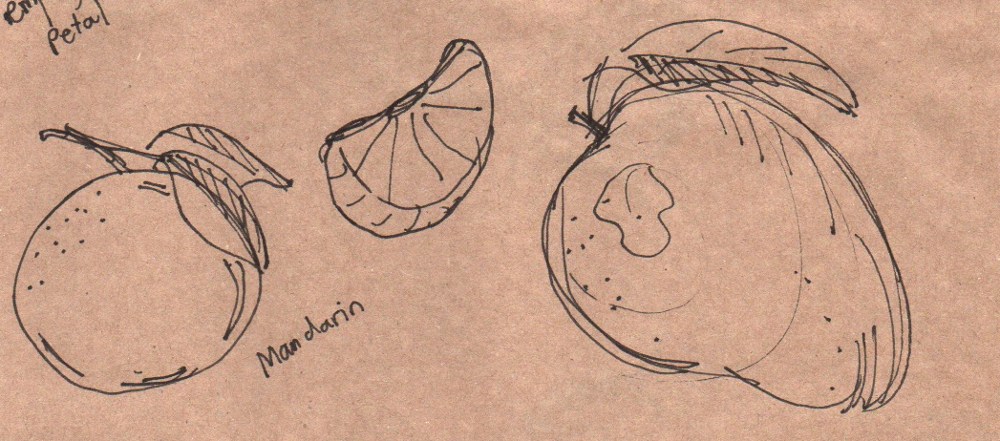 exploration sketch of fruits